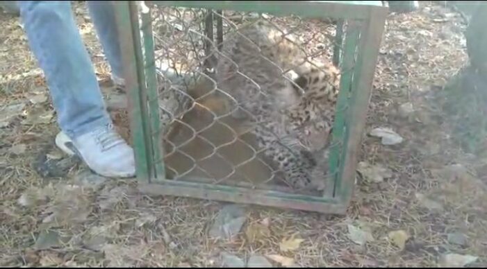 Leopard, bear captured in Anantnag Leopard, bear captured in Anantnag
