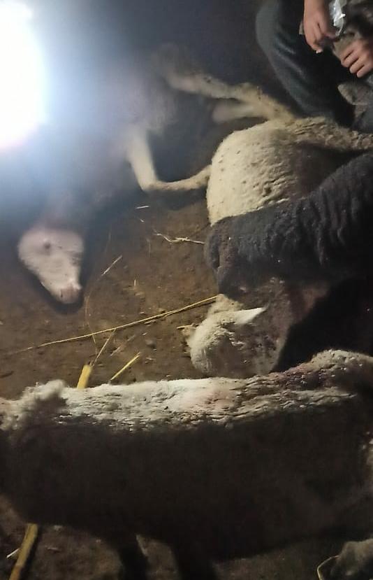 Attack from stray dogs leave six sheep injured