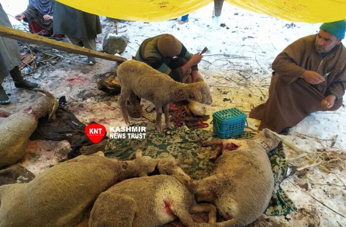 Stray dogs kill 10 sheep in Ganderbal village