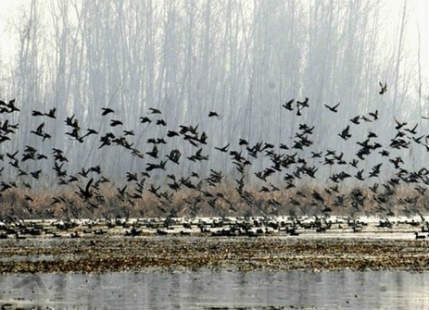 Migratory birds are leaving Kashmir due to warmer February