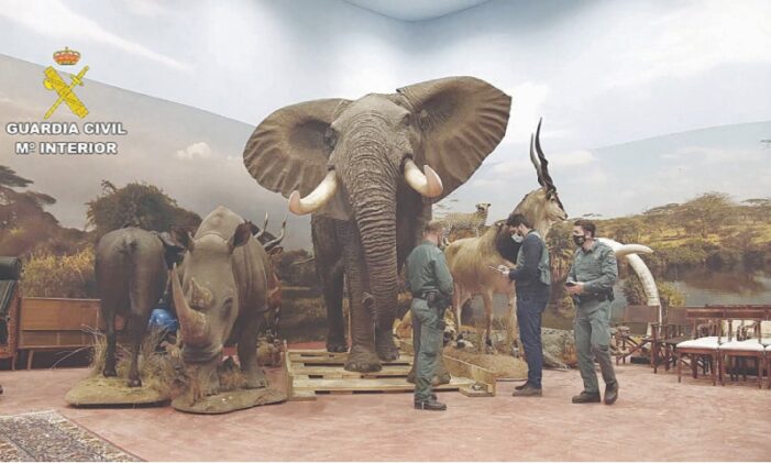 Hundreds of stuffed endangered animals seized in Spain