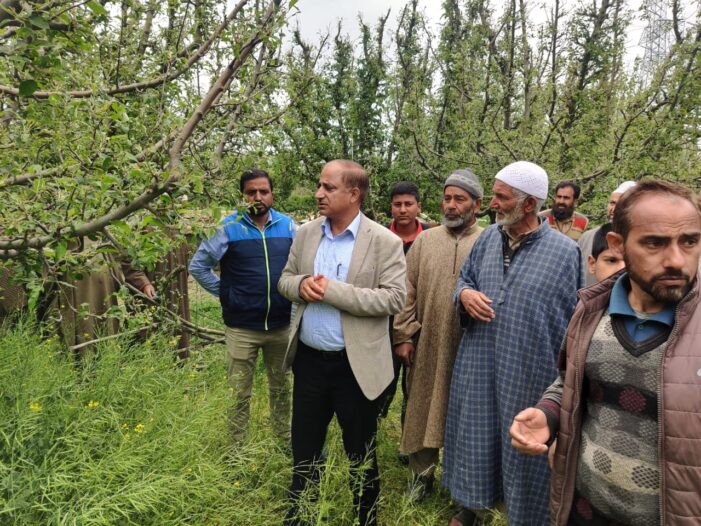 DG Horticulture visits Baramulla, takes stock of damage to orchards by hailstorm