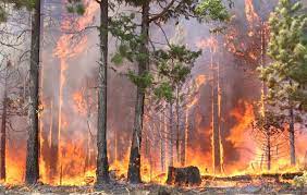 Forest fire along LoC triggers landmine blasts in Poonch Forest fire along LoC triggers landmine blasts in Poonch