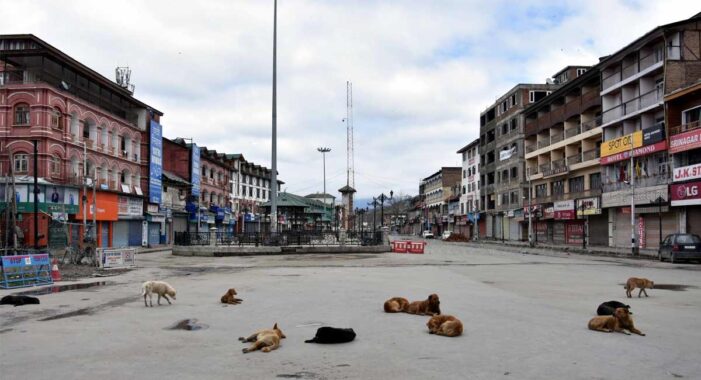 Stray dogs emerge as a big challenge for residents in Kashmir