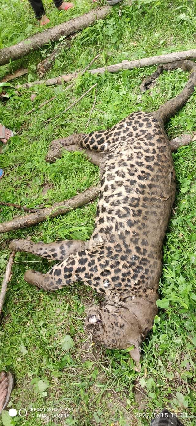 Leopard found dead in Budgam