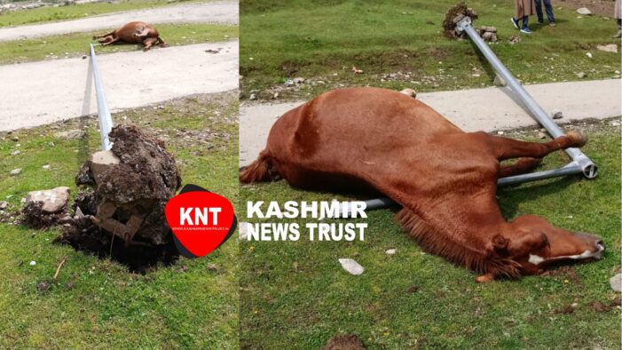 Horse electrocuted to death: Courtesy: alleged negligence of Sonmarg Development Authority