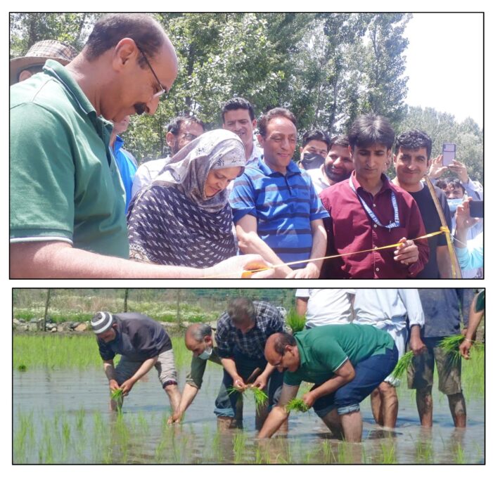 Agriculture department Kashmir celebrates (thaejkaad) Paddy Transplanting Day