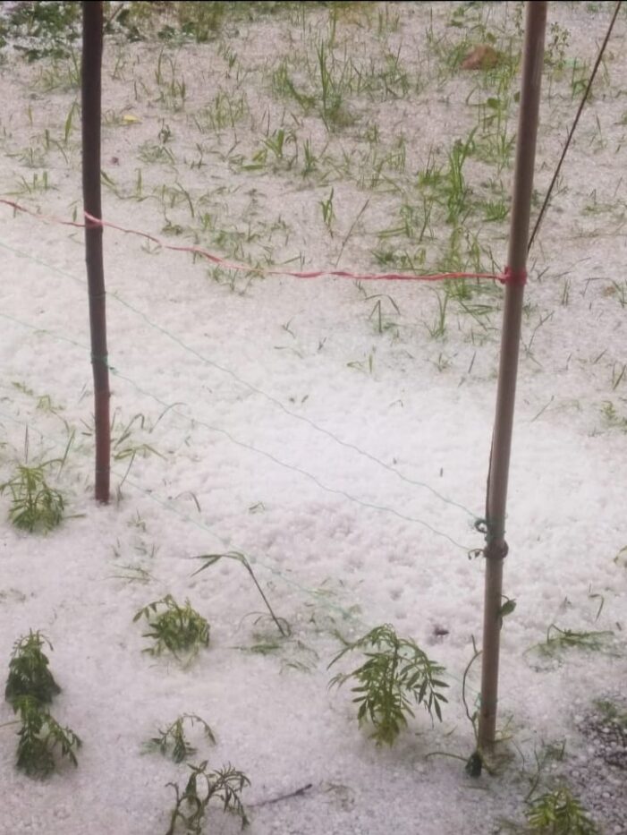 Massive Hailstorm Wreaks Havoc To Orchards Across Parts of North Kashmir Districts