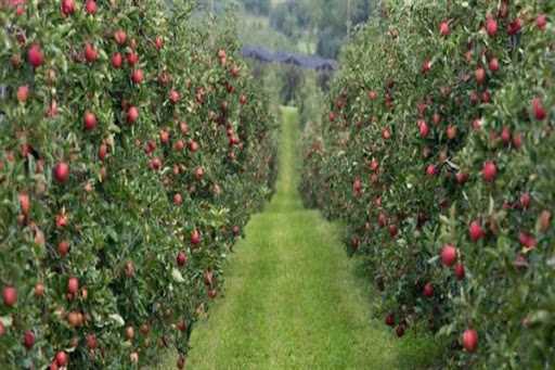 Government tries to promote high density plantation cover in J&K