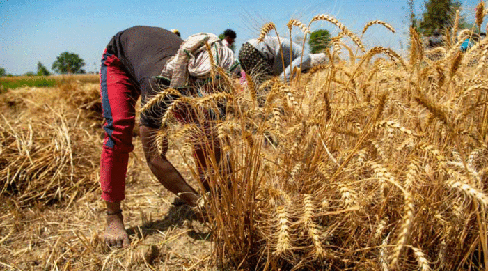 No plans to import wheat into India: Government