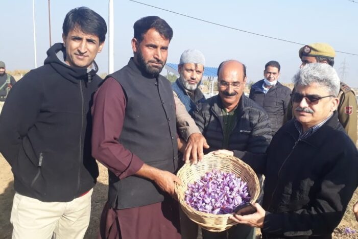 Dulloo visits Saffron areas of Pampore, inspects flower picking operations