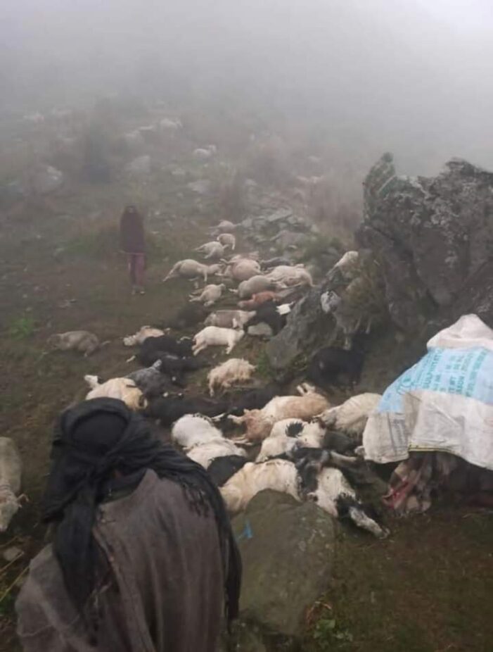 Lightning kills 50 animals in Rajouri