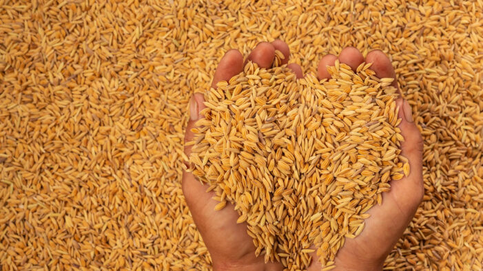 3.36 Lakh Quintal Paddy Procured From 6,500 Farmers In J&K: Official 3.36 Lakh Quintal Paddy Procured From 6,500 Farmers In J&K: Official