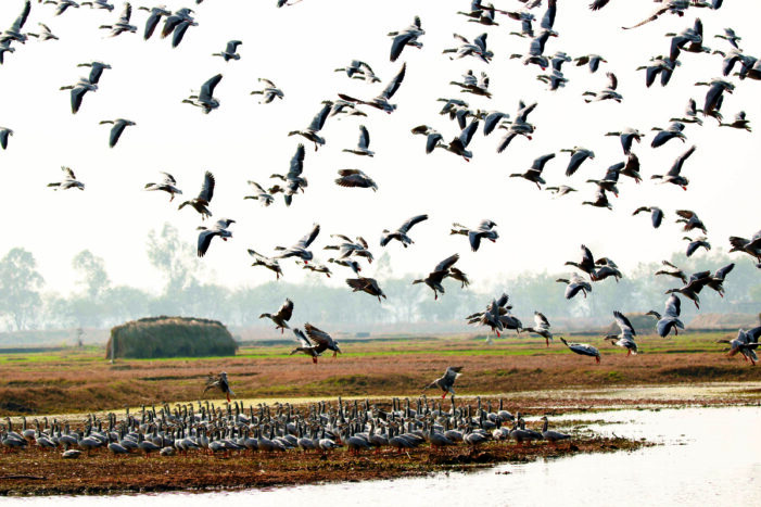 Jammu’s Gharana Wetland To Get Major Facelift To Attract Bird-Lovers