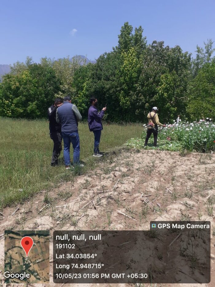 Srinagar Admin continues drive against illegal Poppy cultivation