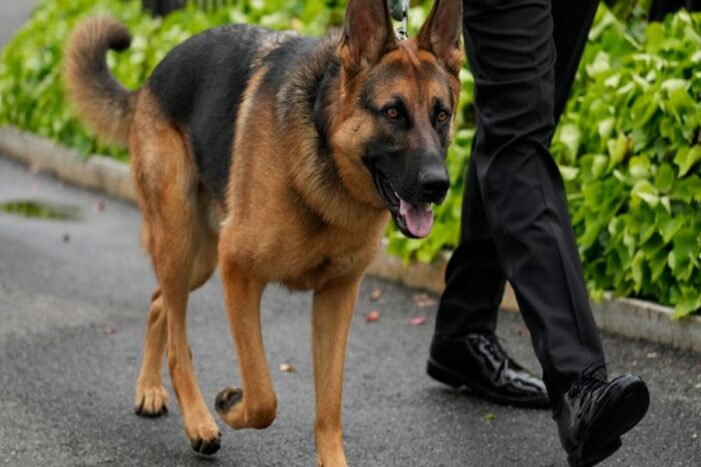 Who is Commander? President Biden’s dog linked to 11th biting incident