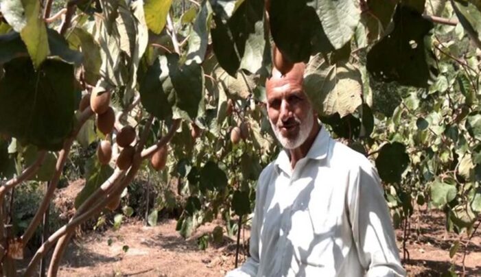 60-Year-Old Farmer Successfully Grows Kiwis In J&K’s Udhampur 60-Year-Old Farmer Successfully Grows Kiwis In J&K’s Udhampur