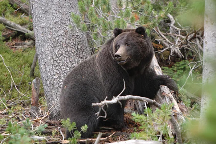 Man Injured In Attack By Wild Bear In J&K’s Poonch Man Injured In Attack By Wild Bear In J&K’s Poonch