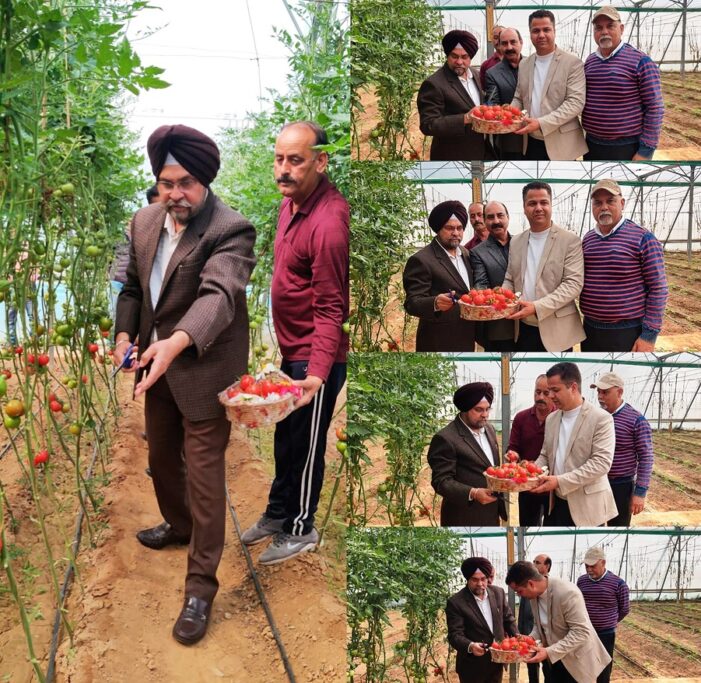 Director Agriculture Jammu inaugurates first harvest of Himsona tomato variety