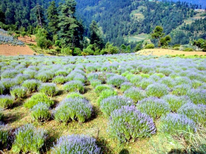 Purple Revolution Of Jammu And Kashmir A Game Changer