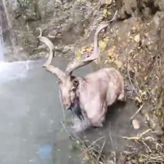 In rare appearance, Markhor spotted in Baramulla village